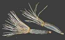 Ageratina aromatica (L. ) Spach アメリカフジバカマ 痩果