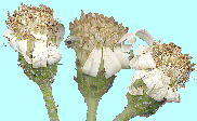 Aster ageratoides Turcz. subsp. sugimotoi Kitam. アキバギク Head 頭花