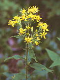 Solidago virgaurea var. asiatica ALmL\E