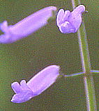 Rabdosia longituba