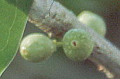 Ficus superba var. japonica アコウ