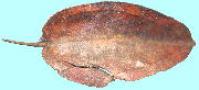 Halesia monticola cv. Rosea n[VAE`R '[A'