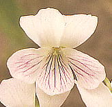 Viola betonicifolia var. albescensアリアケスミレ