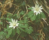 Anemone raddeana アズマイチゲ