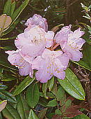 Rhododendron degronianum AY}VNiQ