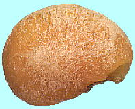 Psidium guajava L.