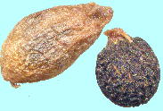 Biarum dispar (Schott) Talavera ビアルム・ディスパー Fruits, Seeds 果実・種子