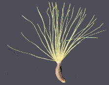 Xerochrysum subundulatum (Sch. Bip.) R. J. Bayer キセロクリサム・サブアンジュラ-タム 痩果
