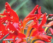 Crocosmia X crocosmiiflora cv. Lucifer NRX~A hVt@[h