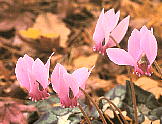 Cyclamen hederifolium VNEwftHE