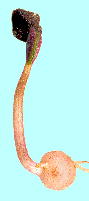 Cyclamen hederifolium VNEwftHE 