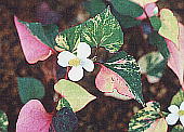 Houttuynia cordata hN_~ 