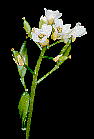 Draba dorneri hoEhl