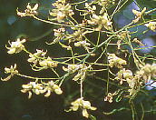 Sophora japonica GW