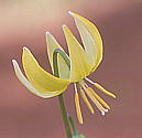 Erythronium Pagoda GXjE pS_