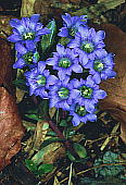 tfhE Gentiana zollingeri