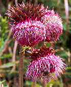 Cirsium purpuratum tWAU~