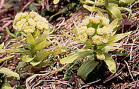 Petasites japonicus tL