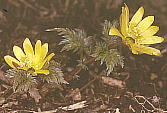 Adonis multiflora ミチノクフクジュソウ