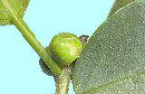 Ficus microcarpa L. f. KW} ԔX