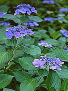 Hydrangea macrophylla f. normalis