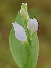 Cephalanthera erecta M