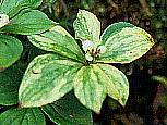 Cornus canadensis Variegated form S[^`oi 