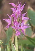 Orchis aristata ハクサンチドリ