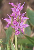 Orchis aristata nNT`h