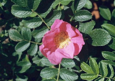 Rosa rugosa ハマナス