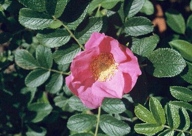 Rosa rugosa n}iX