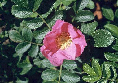 Rosa rugosa n}iX