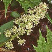 Oplopanax japonicus nuL