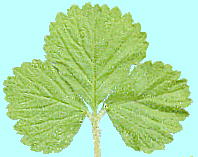 Duchesnea chrysantha (Zoll. et Mor.) Miq. ヘビイチゴ 葉