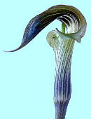 Arisaema undulatifolium qK}VOT