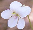 Viola sieboldiana ヒゴスミレ