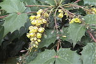 qCMie Mahonia japonica