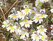 Euphrasia matsumurae qRSOT (RomRSOT)