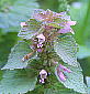 Lamium purpureum qIhR\E