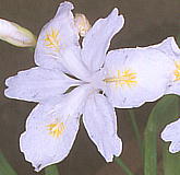 Iris gracilipes cv. Alba