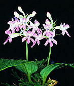 Orchis chidori qi`h