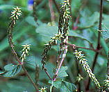 Achyranthes bidentata var. tomentosa ヒナタイノコヅチ