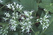 ヒヨドリバナ　Eupatorium chinense　var.　oppositifolium