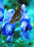 Aconitum senanense and Parnara guttata ホソバトリカブトとイチモンジセセリ