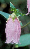 Campanula punctata Lam. z^uN