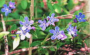 Lithospermum zollingeri z^JY
