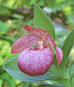 zeCAc Cypripedium macranthum var. hotei-atsumorianum