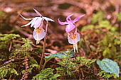 zeC Calypso bulbosa var. speciosa