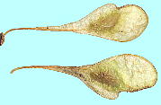 Euptelea polyandra tTUN ʎ