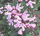 Thymus serpyllum ssp. quinquecostatus イブキジャコウソウ